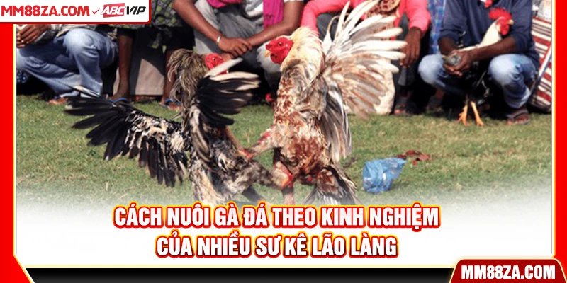 Cách nuôi gà đá theo kinh nghiệm của nhiều sư kê lão làng