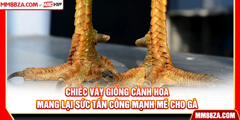 Chiếc vảy giống cánh hoa mang lại sức tấn công mạnh mẽ cho gà