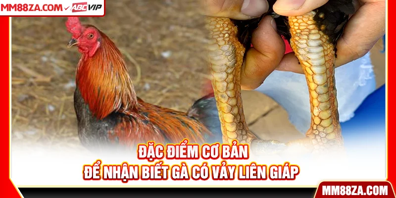 Đặc điểm cơ bản để nhận biết gà có vảy liên giáp