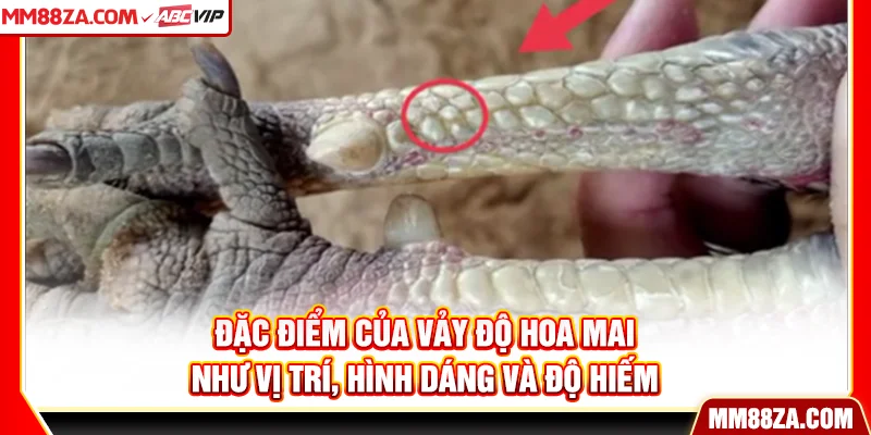 Đặc điểm của vảy độ hoa mai như vị trí, hình dáng và độ hiếm