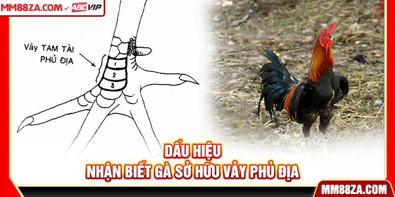 Dấu hiệu nhận biết gà sở hữu vảy phủ địa