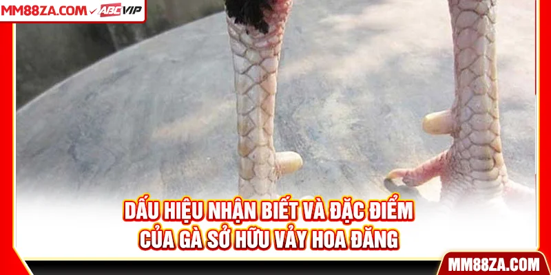 Dấu hiệu nhận biết và đặc điểm của gà sở hữu vảy hoa đăng