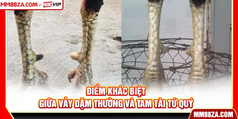 Điểm khác biệt giữa vảy dặm thường và tam tài tứ quý