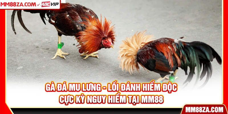 Gà Đá Mu Lưng