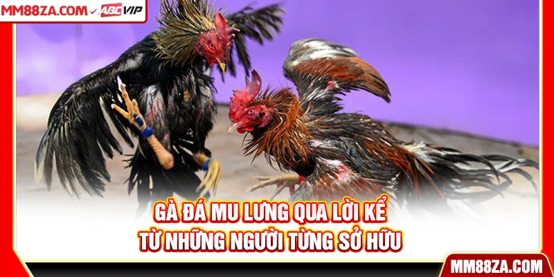 Gà đá mu lưng qua lời kể từ những người từng sở hữu
