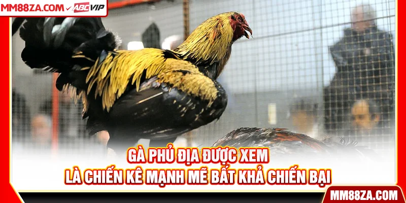 Gà phủ địa được xem là chiến kê mạnh mẽ bất khả chiến bại