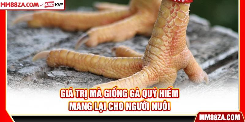 Giá trị mà giống gà quý hiếm mang lại cho người nuôi