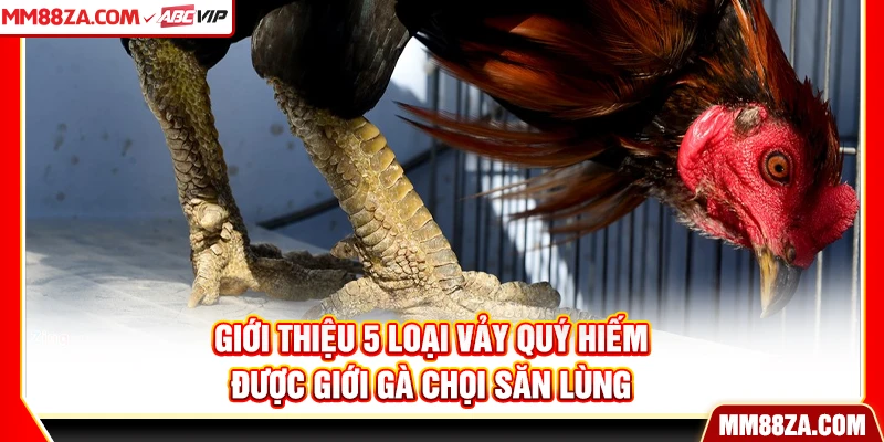 Giới thiệu 5 loại vảy quý hiếm được giới gà chọi săn lùng