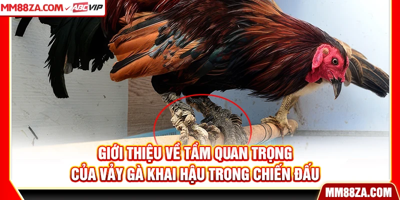 Giới thiệu về tầm quan trọng của vảy gà khai hậu trong chiến đấu