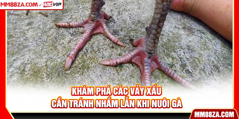 Khám phá các vảy xấu cần tránh nhầm lẫn khi nuôi gà