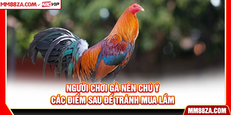Người chơi gà nên chú ý các điểm sau để tránh mua lầm
