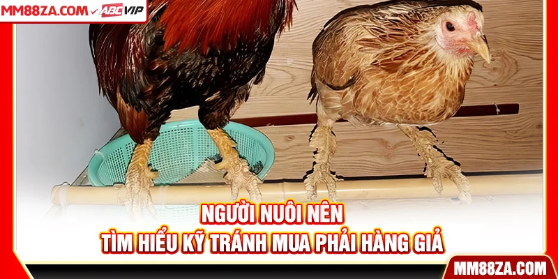 Người nuôi nên tìm hiểu kỹ tránh mua phải hàng giả