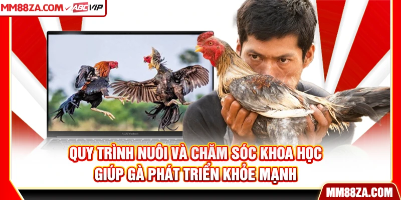 Quy trình nuôi và chăm sóc khoa học giúp gà phát triển khỏe mạnh
