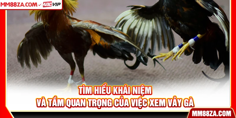 Tìm hiểu khái niệm và tầm quan trọng của việc xem vảy gà