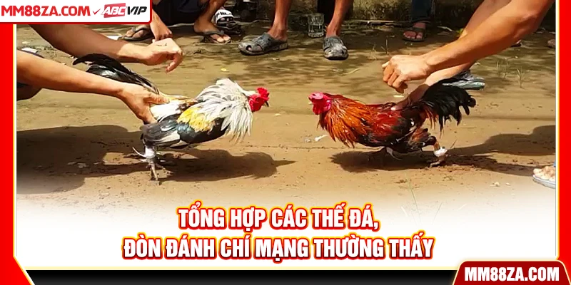 Tổng hợp các thế đá, đòn đánh chí mạng thường thấy 