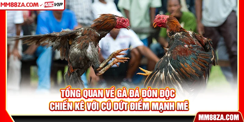 Tổng quan về gà đá đòn độc - chiến kê với cú dứt điểm mạnh mẽ