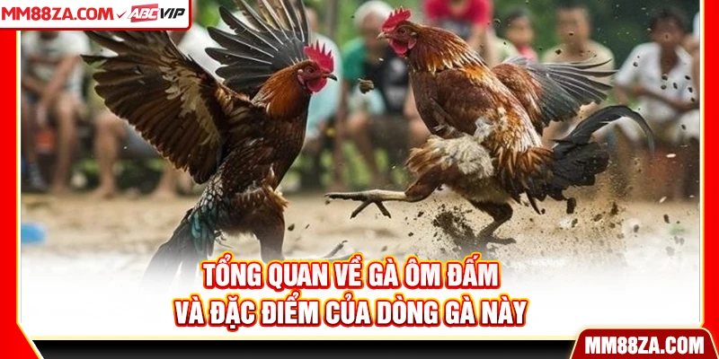 Tổng quan về gà ôm đấm và đặc điểm của dòng gà này