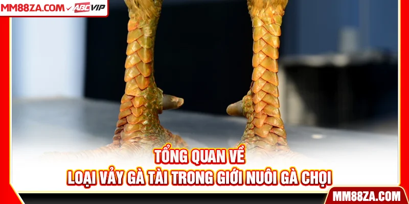Tổng quan về loại vảy gà tài trong giới nuôi gà chọi