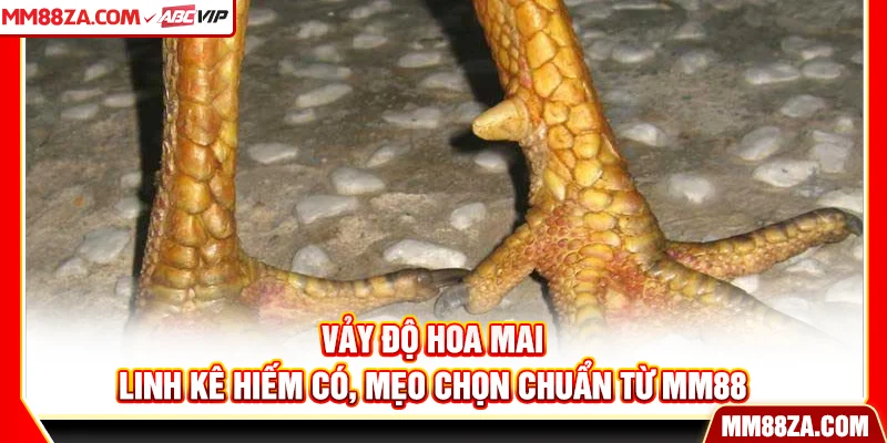 Vảy Độ Hoa Mai