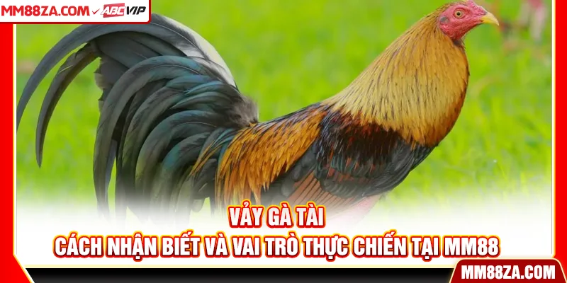 Vảy Gà Tài