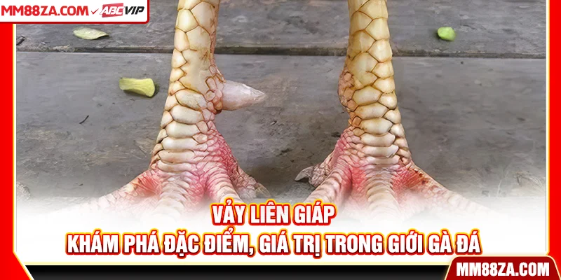 Vảy Liên Giáp