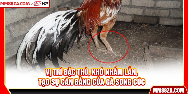 Vị trí đặc thù, khó nhầm lẫn, tạo sự cân bằng của gà song cúc