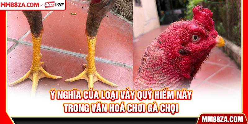 Ý nghĩa của loại vảy quý hiếm này trong văn hoá chơi gà chọi