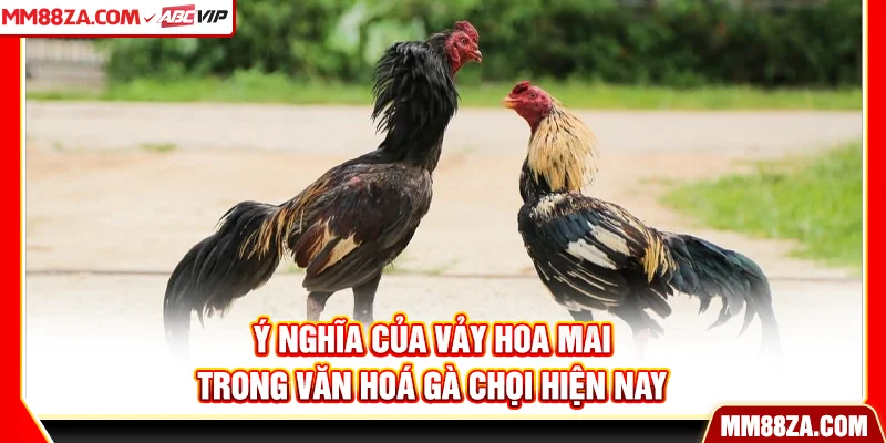Ý nghĩa của vảy hoa mai trong văn hoá gà chọi hiện nay